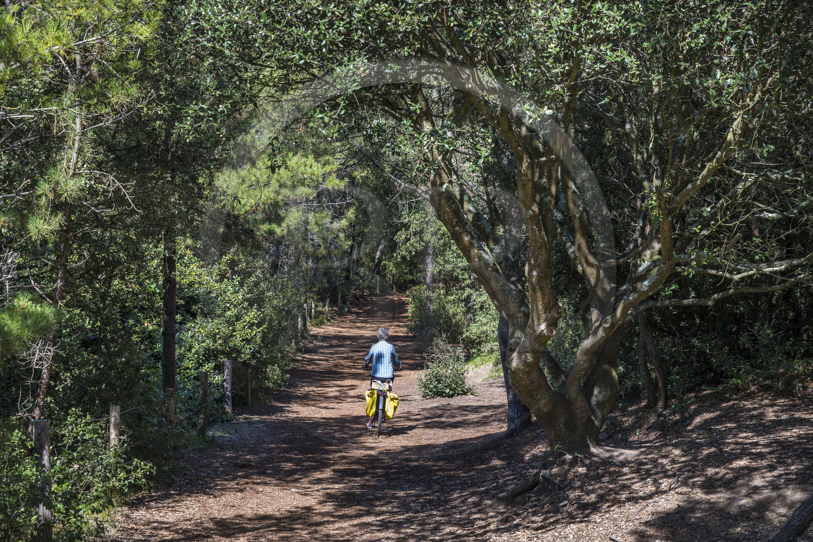 France, Loire-Atlantique (44), Saint-Brévin-Les-Pins, forêt de la Pierre Attelée