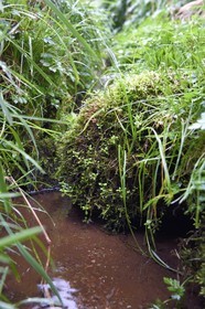France, Ardèche (07), parc naturel régional des Monts d'Ardèche, Massif du Mézenc, au pied du Mont Gerbier-de-Jonc (1551 m), parmis les trois sources de la Loire, la source véritable qui correspond à la source officielle (carte IGN) indiquée sous la ferme du Sagnas