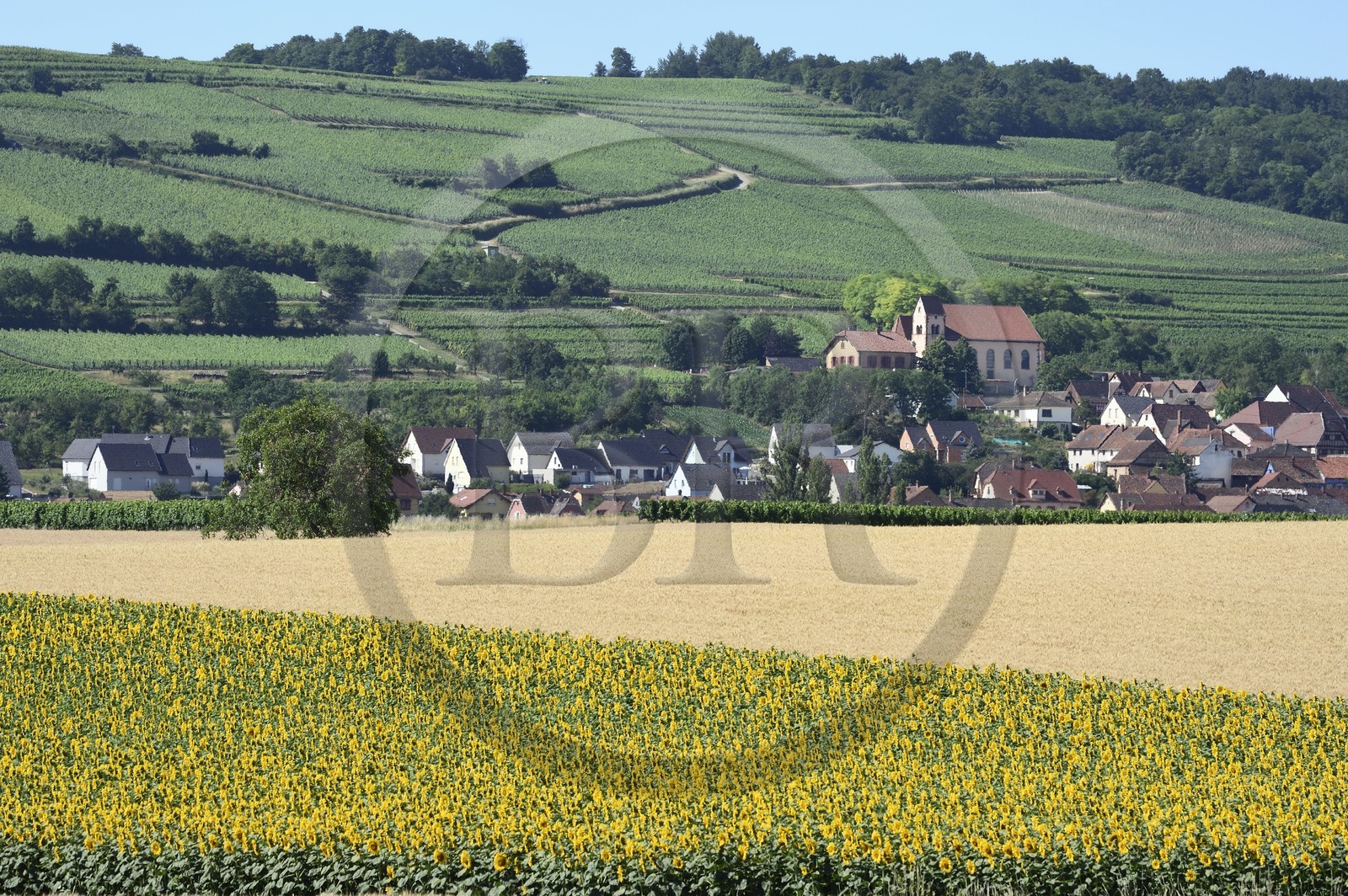 France, Bas-Rhin (67), Route des vins d'Alsace, Bergbieten, champ de tournesols