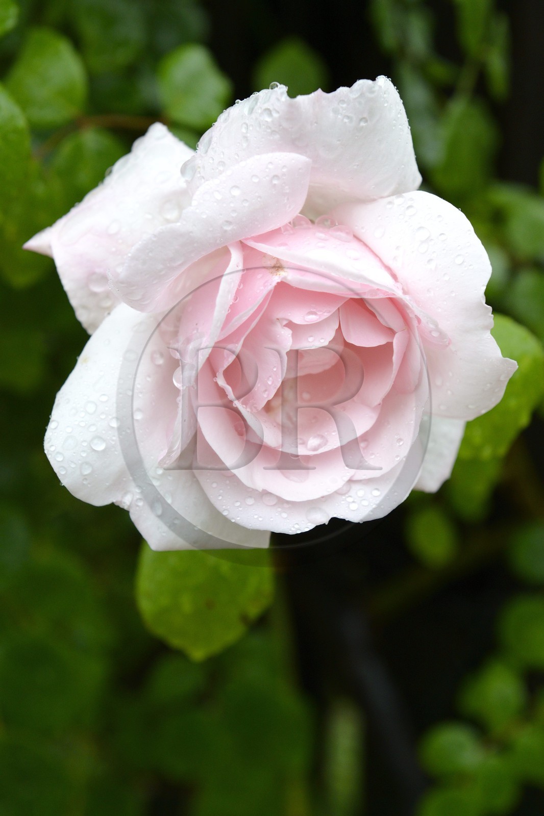 France, Finistere, Quimper, Locmaria area, medicinal and aromatic plants garden, a rose