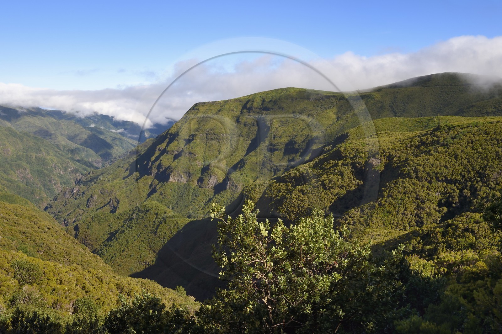 Portugal, Ile de Madère, randonnée par la levada do Alecrim dans La forêt de Rabaçal, la laurisilva, unique vestige de la forêt primaire qui recouvrait le sud de l’Europe il y a des millions d’années, la vallée sauvage de 18 km Ribeira da Janela qui descend vers la mer