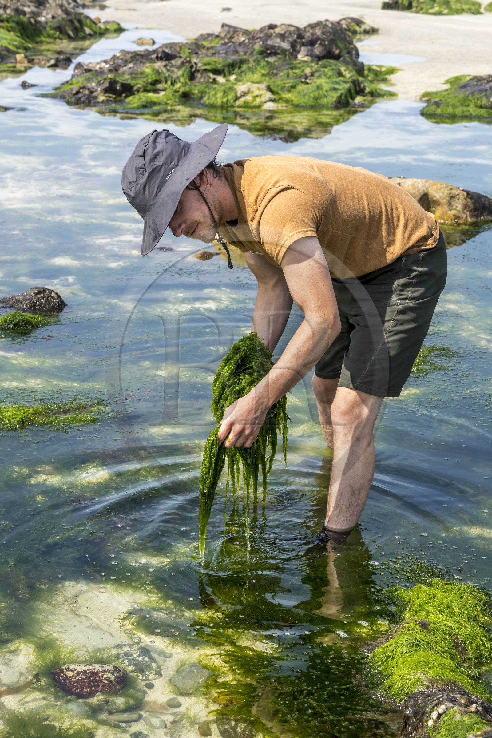 France, Finistère, Pays Bigouden (Bigouden country), Bay of Audierne, Plozevet, Lenny Gouedic co-creator of Begood Alg, harvesting wild edible algae (Ao Nori) on foot on the beach at low tide