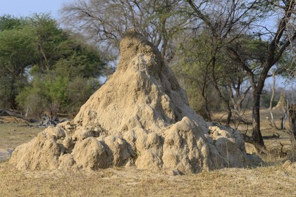 Zimbabwe, province de Matabeleland septentrional, parc national Hwange, termitière