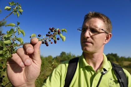 France, Dordogne (24), parc naturel régional Périgord Limousin, Périgord Vert, commune de La Rochebeaucourt-et-Argentine, plateau d'Argentine, Cédric Devilleger observe un Cerisier de Sainte-Lucie ou Faux merisier (Prunus mahaleb)