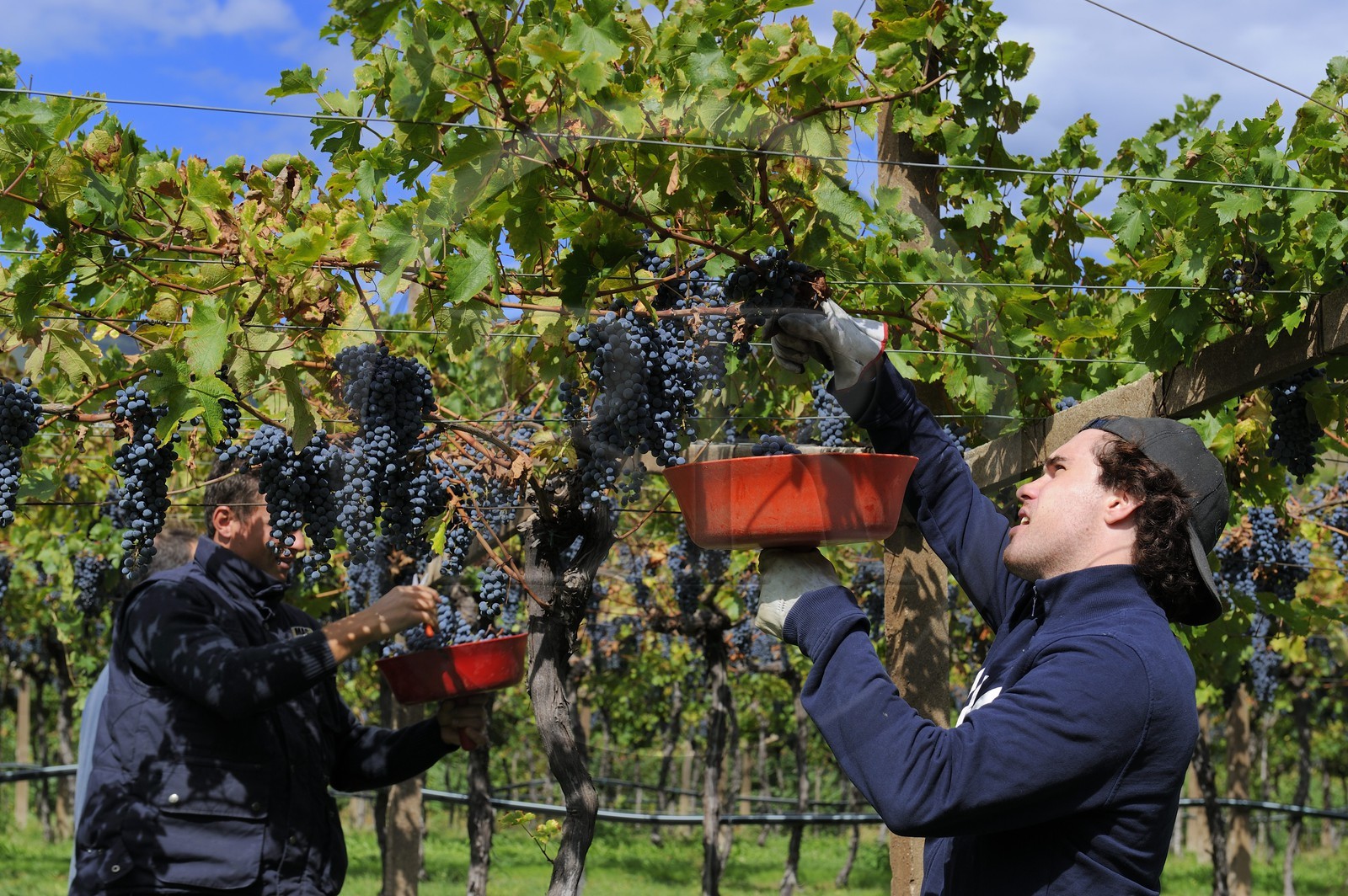 Italie, province de Vérone, Rivoli Veronese, vendanges dans les vignobles