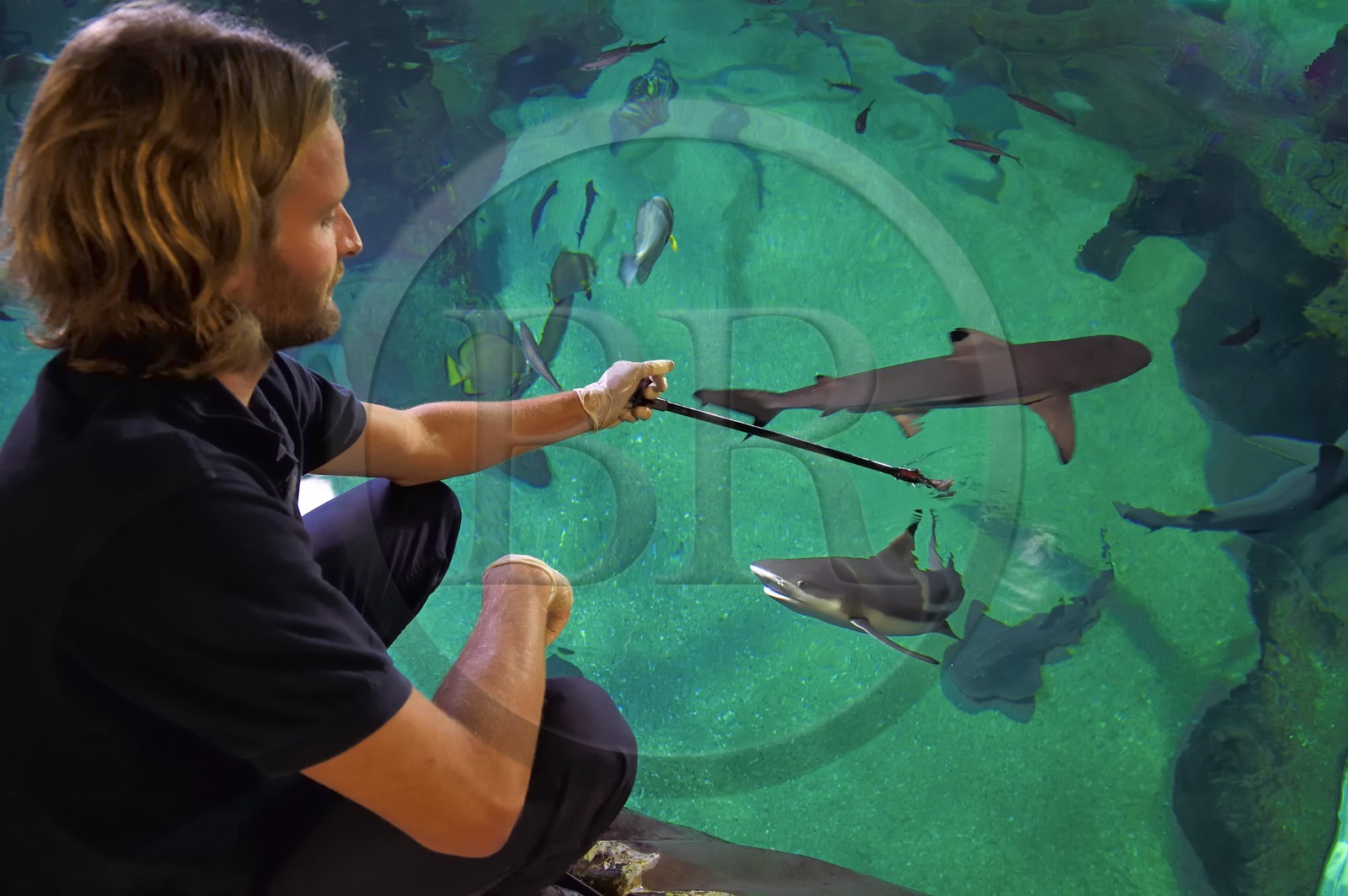 France, Pyrénées-Atlantiques (64), Pays-Basque, Biarritz, l'Aquarium - le Musée de la Mer, Jean Baptiste Nurenberg nourrissant un requin à pointes noires (Carcharhinus melanopterus)