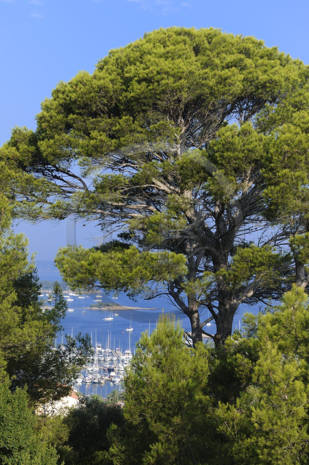 France, Var (83), Iles d'Hyères, parc national de Port-Cros, île de Porquerolles,