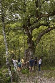 France, Var, Provence Verte (Green Provence), Bras, Academie du Bain de Foret Provencale (Academy of Forest Bathing in Provence), forest of the domaine Le Peyrourier - une campagne en Provence, Constanze Coisne guides Shinrin Yoku