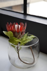 Afrique du Sud, province de Gauteng, Johannesburg, quartier de Maboneng, le Johannesburg Art hotel 12 Decades retrace l'histoire de Johannesburg de 1886 à 2006 avec des chambres conçues et conceptualisées par des artistes et des designers parmis les plus célèbres d'Afrique du Sud, protéa géante (Protea cynaroides) qui est un des emblème de l'Afrique du Sud