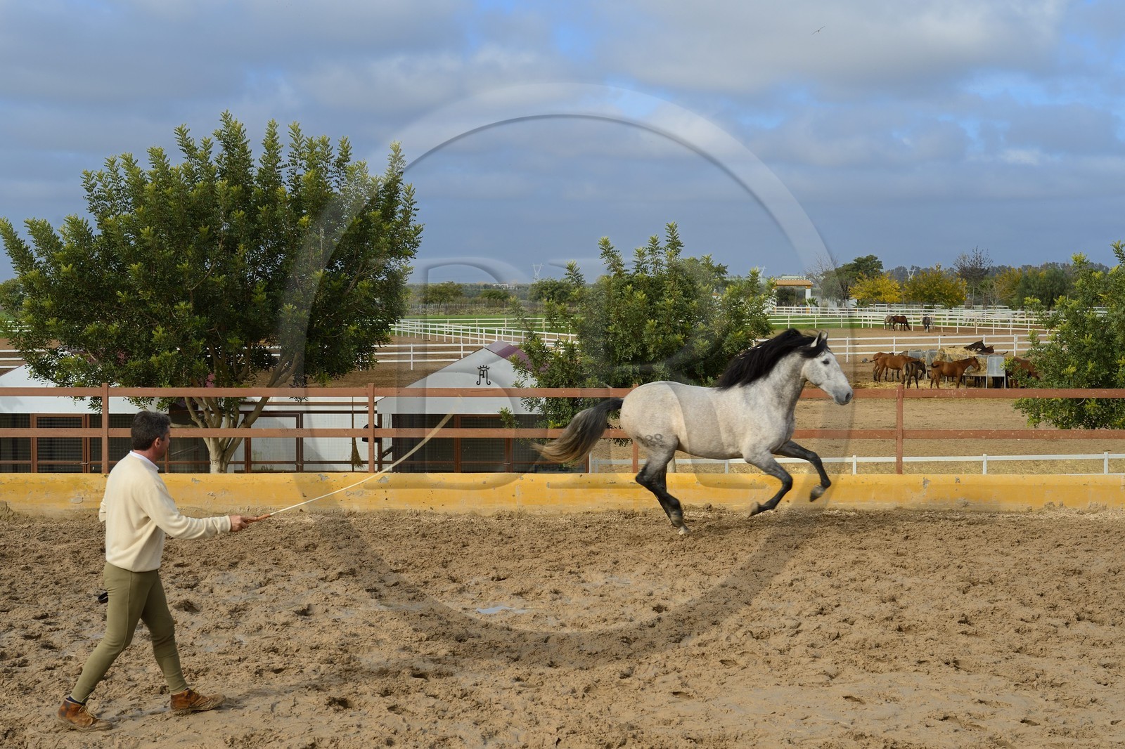 Espagne, Andalousie, province de Séville, Utrera, le haras Ayala (Yeguada Ayala), entrainement d'un Pure race espagnole ou PRE (Pura Raza Espanola)