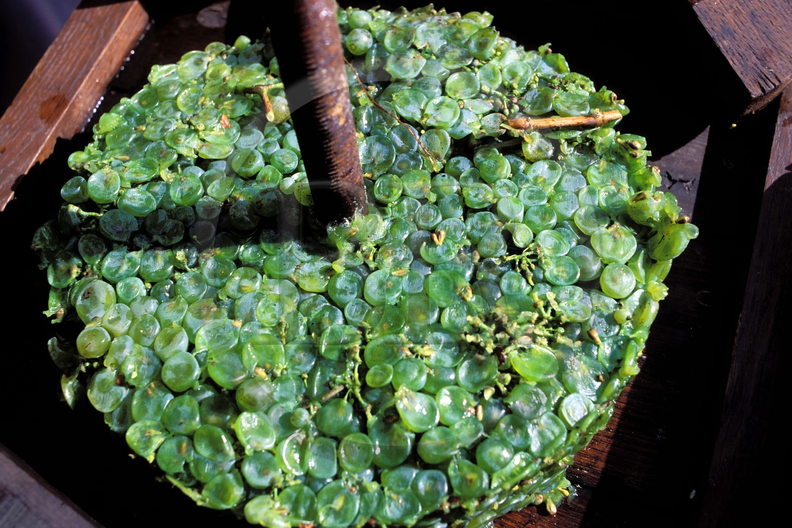France, Gers (32), raisins écrasés dans un pressoir