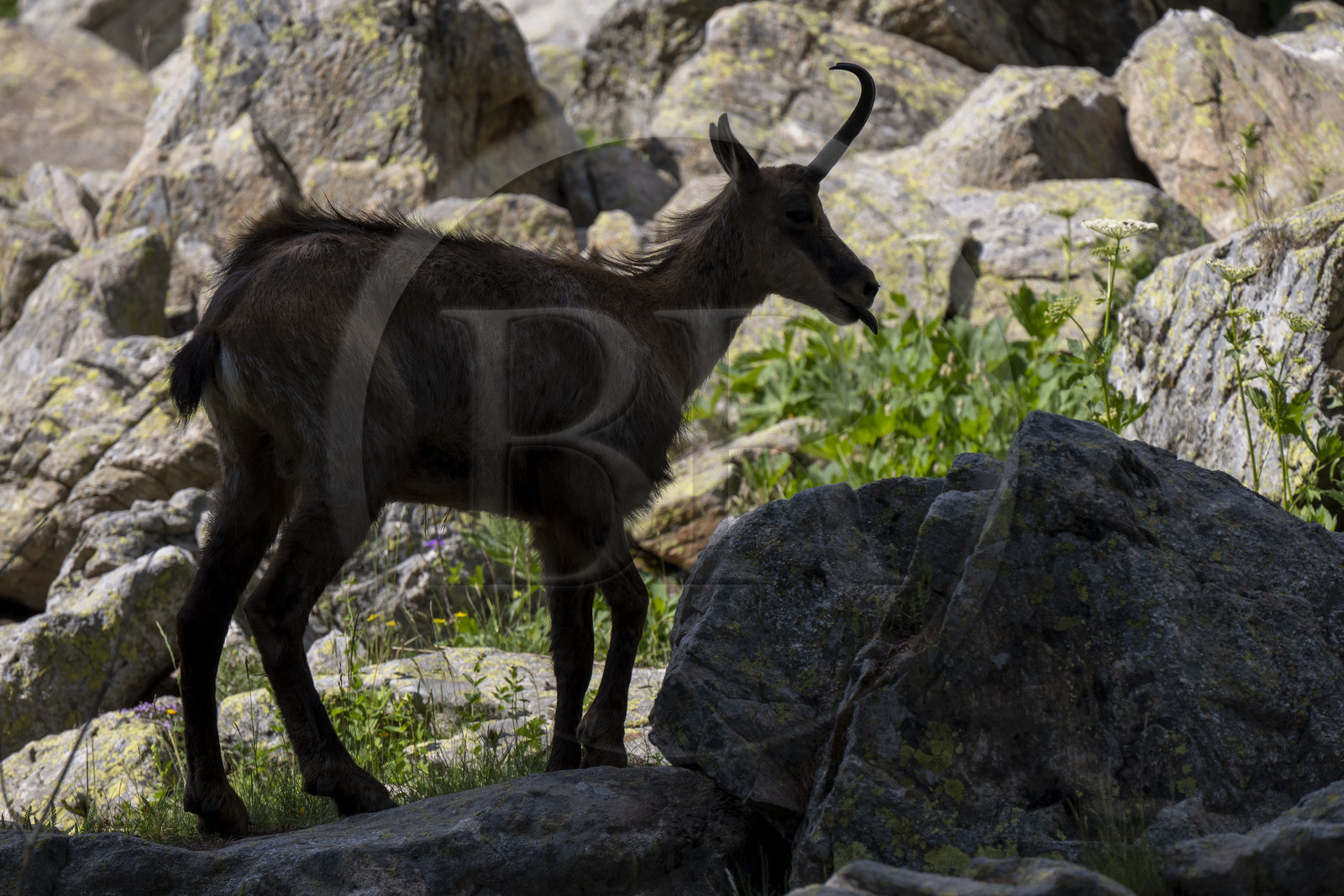 France, Alpes-Maritimes (06), parc national du Mercantour, Haute-Vésubie, Saint-Martin-Vésubie, Val du Haut Boréon, chamois (Rupicapra rupicapra) au lac des Sagnes vers le refuge de Cougourde