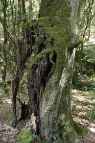 France, Morbihan (56), forêt de Brocéliande, Tréhorenteuc, hêtre multicentenaire dans le Val sans retour
