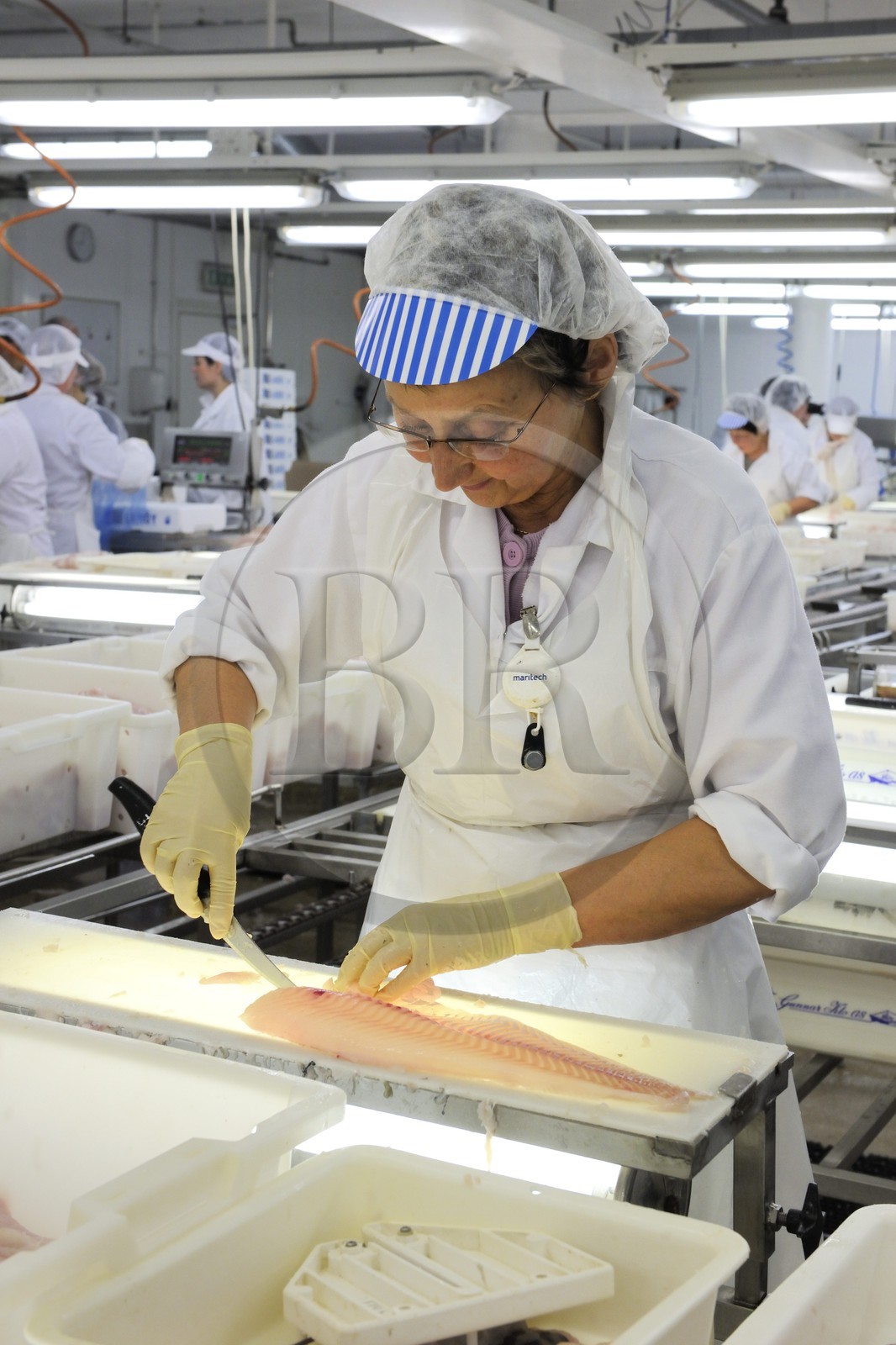 Norvège, Nordland, iles des Westeralen, village de Myre, usine de transformation du cabillaud skrei en filet