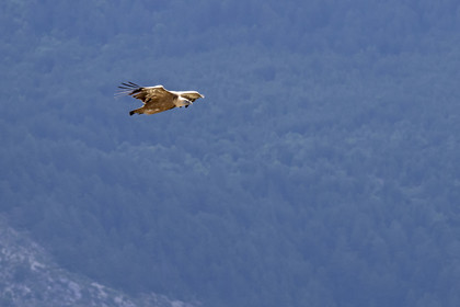 France, Drôme (26), parc naturel régional des Baronnies provençales, Rémuzat, plateau Saint-Laurent, vol d'un vautour fauve (Gyps fulvus) au dessus de la vallée de l'Oule