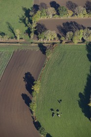 France, Calvados (14), Condé-sur-Noireau, champ et vaches dans les près (vue aérienne)