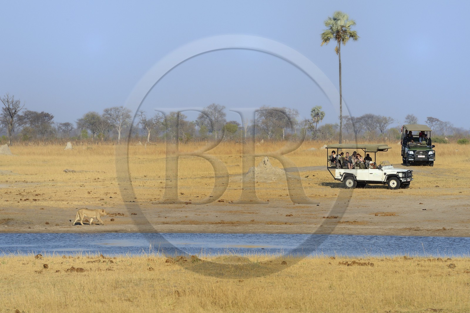 Zimbabwe, province de Matabeleland septentrional, parc national Hwange, touristes en 4x4 observant un lion (Panthera leo)
