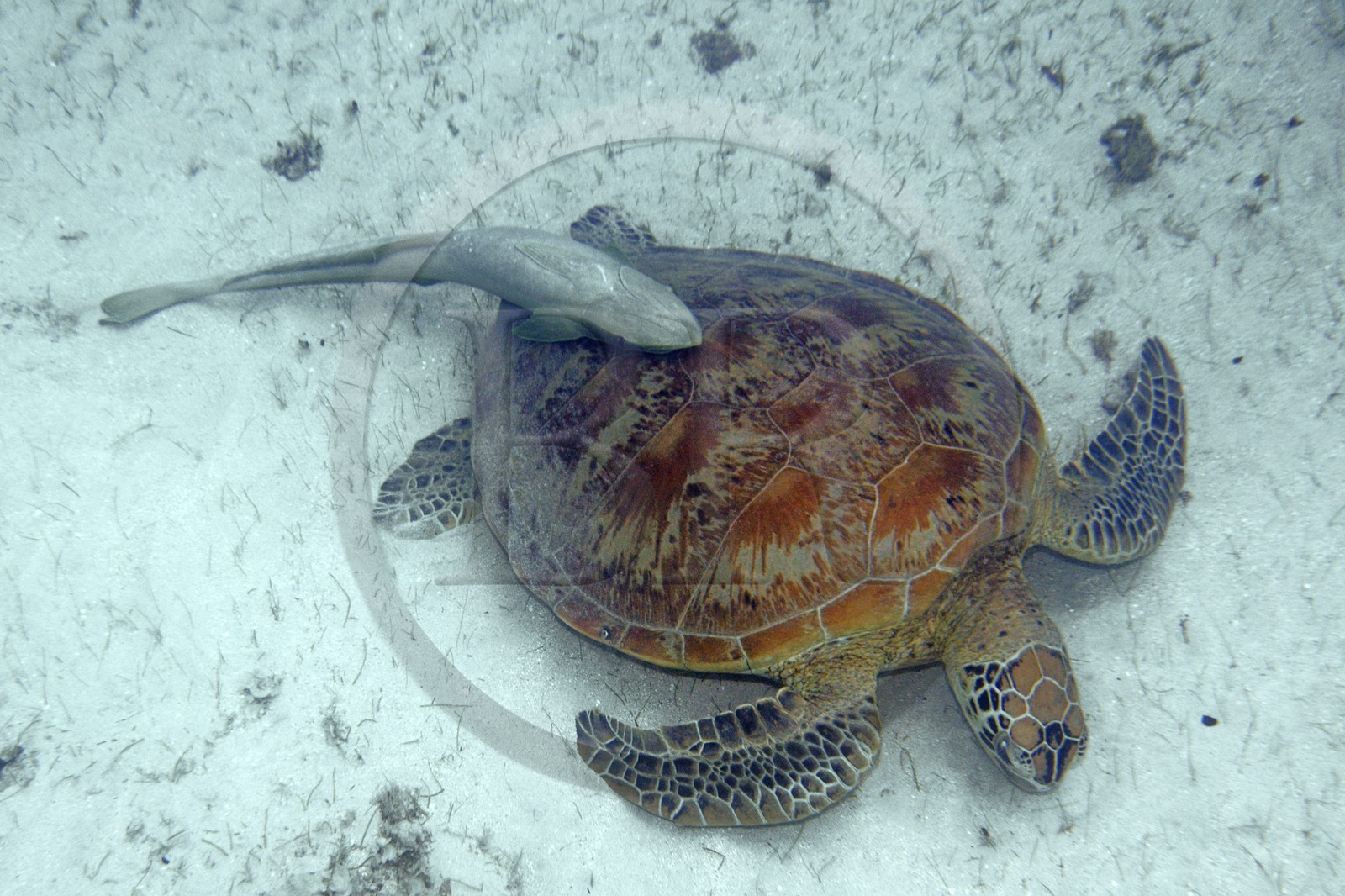 France, Mayotte island (French overseas department), Grande-Terre, Kani-Keli, N’Gouja beach, green sea turtle (Chelonia mydas) and a pilot fish live sharksucker (Echeneis naucrates) hanging on its shell