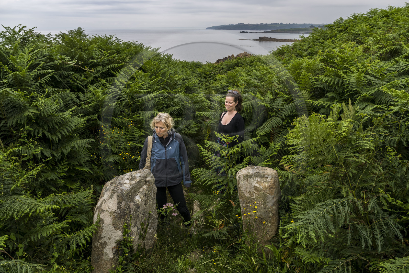 France, Finistère, Plougasnou, Primel-Trégastel, Pointe de Primel at the end of Morlaix Bay, remains of a gallery grave under giant ferns on the GR 34 hiking trail