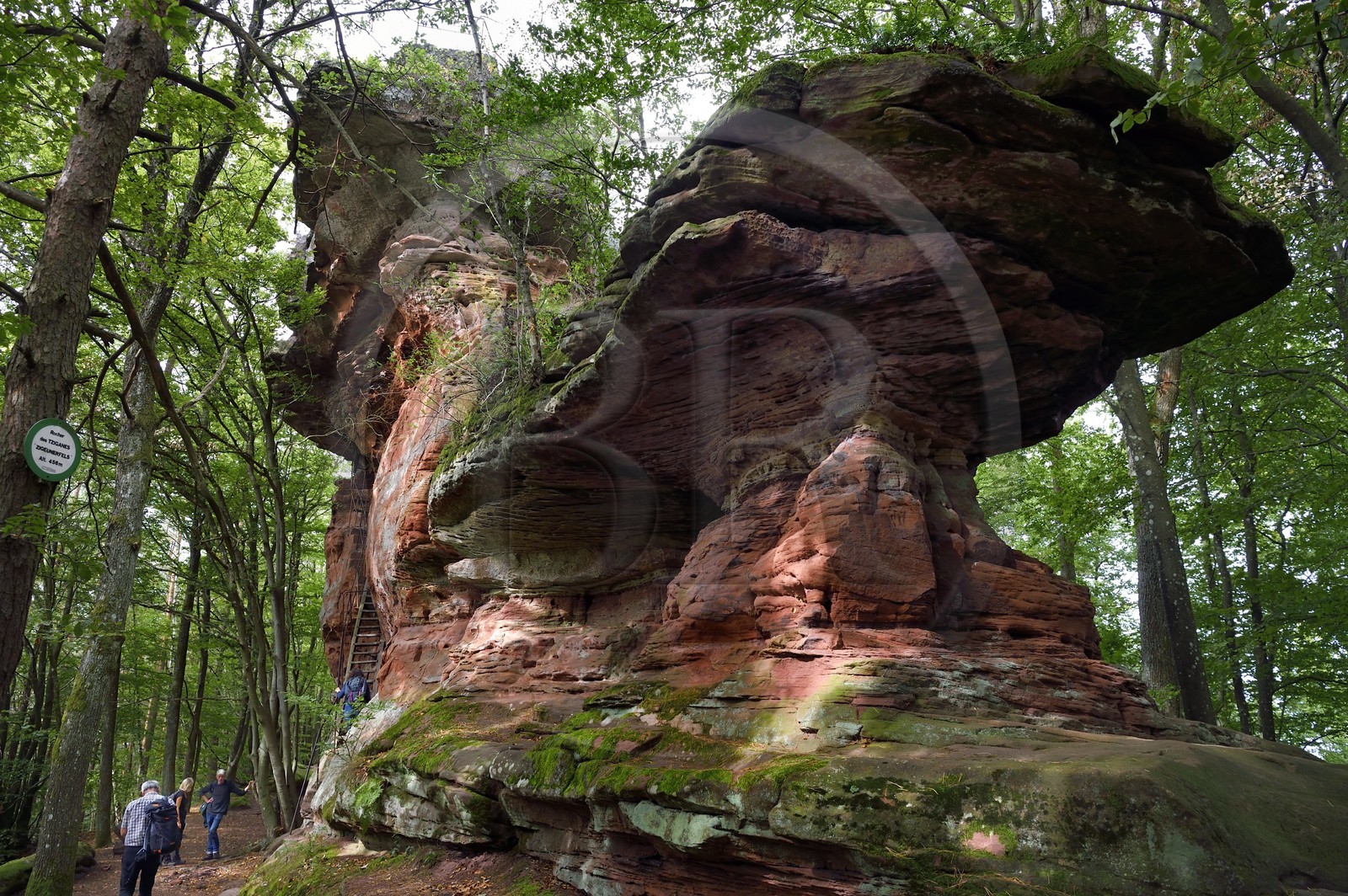 France, Bas-Rhin (67), Parc naturel régional des Vosges du Nord, Niedersteinbach, foret domaniale de Steinbach, rocher en grès appelé Rocher des Tziganes