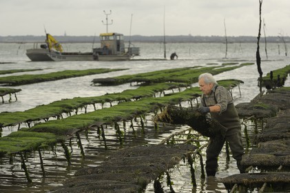 France, Charente-Maritime (17), le bassin Marrennes-Oléron au large de l'Ile d'Oléron, l'ostréiculteur André Massé dans un de ses parcs à huîtres