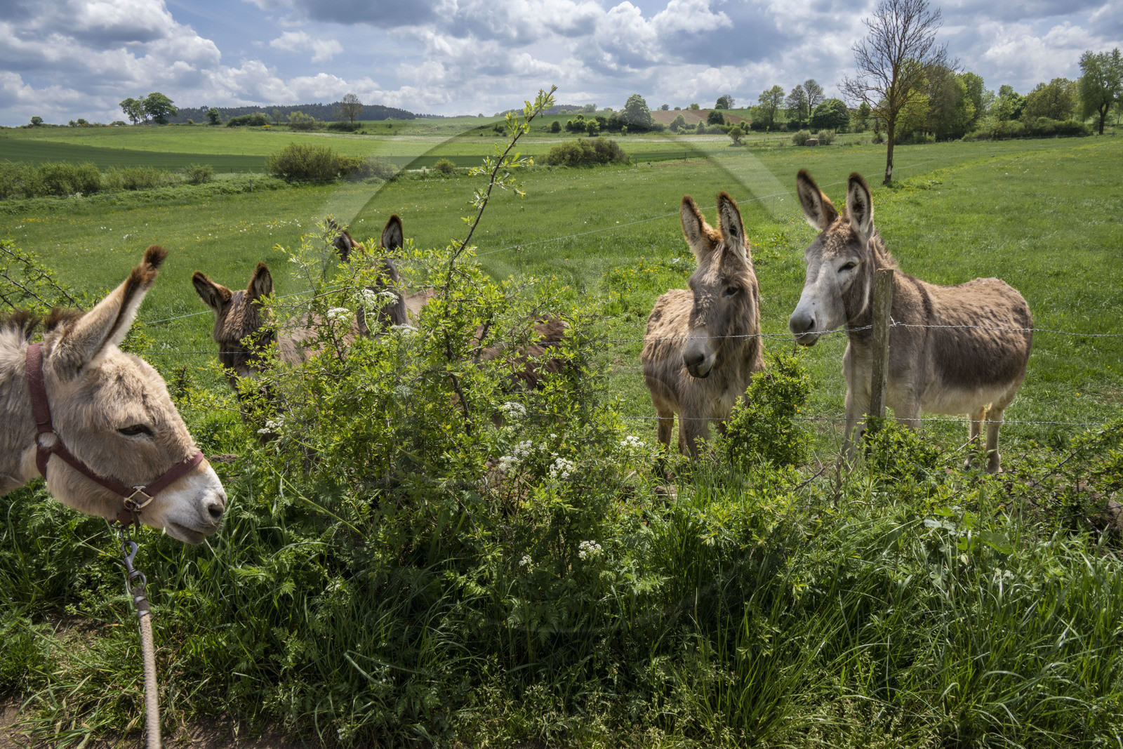 France, Haute-Loire (43), Bargettes, hiking with a donkey on the Robert Louis Stevenson Trail (GR 70), the donkey Anatole meets congeners