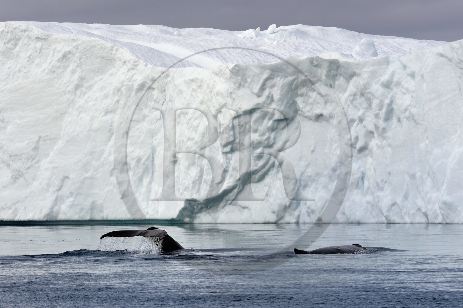 Groenland, cote ouest, baie de Disko, Ilulissat, fjord glacé classé Patrimoine Mondial de l'UNESCO qui est l’embouchure maritime du glacier Sermeq Kujalleq, queue d'une baleine à bosse ou rorqual à bosse (Megaptera novaeangliae) en plongée devant un iceberg