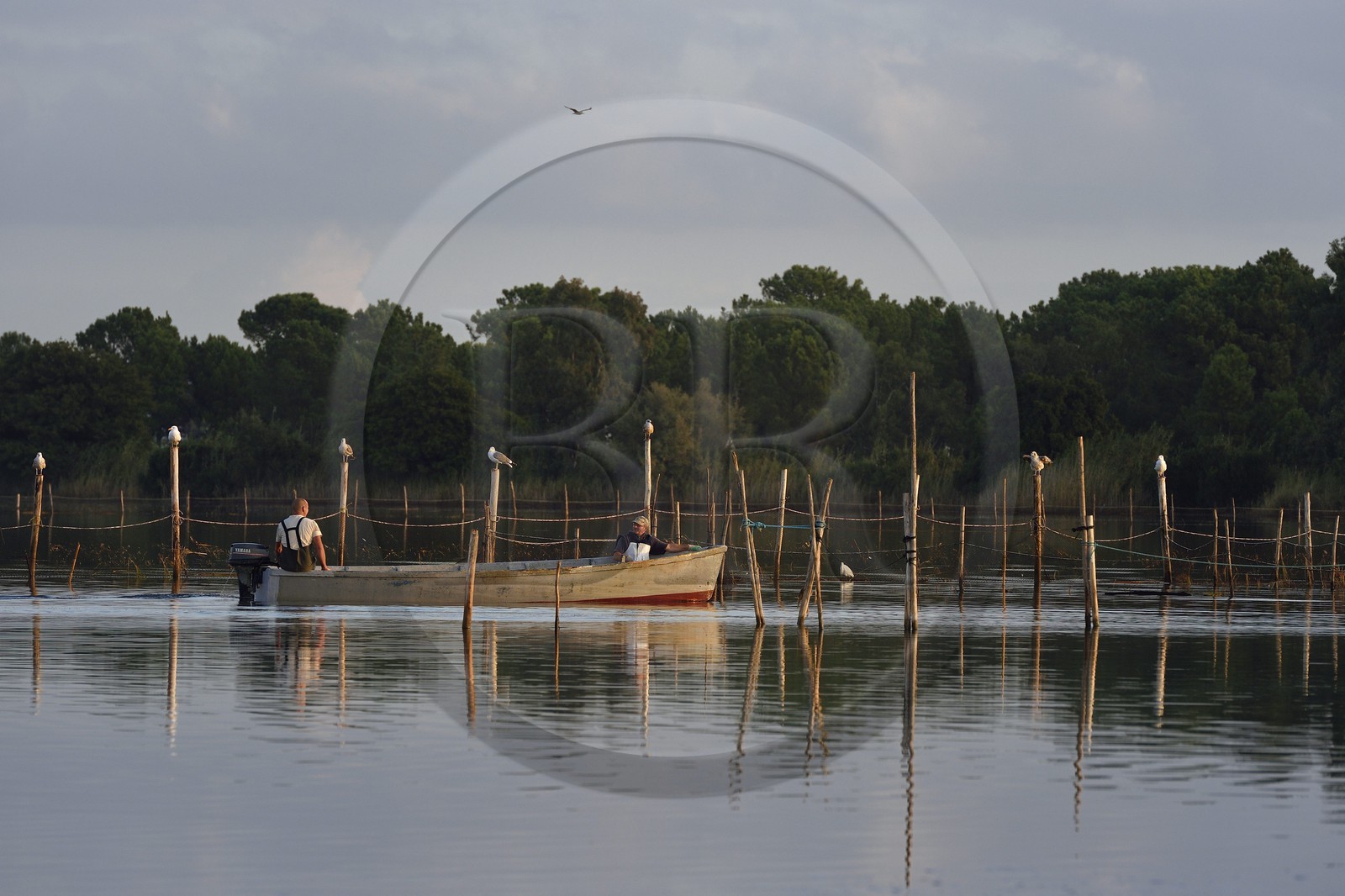 France, Haute Corse, the pond of Biguglia (Stagnu di Chiurlinu), nature reserve of Corsica (RNC), fishermen in between nets set on alder stakes