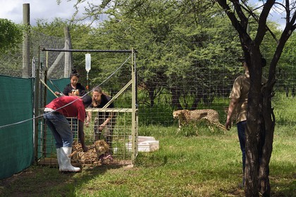 Namibia, Otjiwarongo, Cheetah Conservation Fund, research and education centre, administration 3 times a week of subcutaneous fluids to the cheetah (Acinonyx jubatus) called Mendel having chronic renal failure