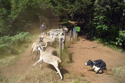France, Puy-de-Dôme (63), Aydat, Parc naturel régional des Volcans d'Auvergne, le berger Esteban Gueneuc et son troupeau de brebis sur les pentes du volcan du Puy de Vichatel, sur le parcours Musette nature sentier de Vichatel