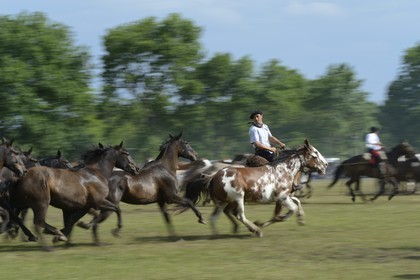 Argentine, province de Buenos Aires, San Antonio de Areco, fête du Jour de la Tradition (Dia de la Tradicion), figure appelée enchevêtrement de troupeaux (Entrevero de tropillas)