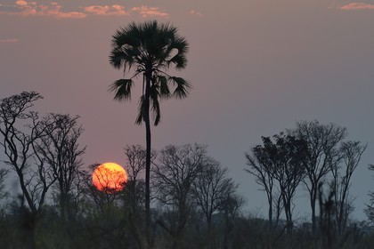 Zimbabwe, province de Matabeleland septentrional, parc national Hwange, coucher de soleil dans la savane