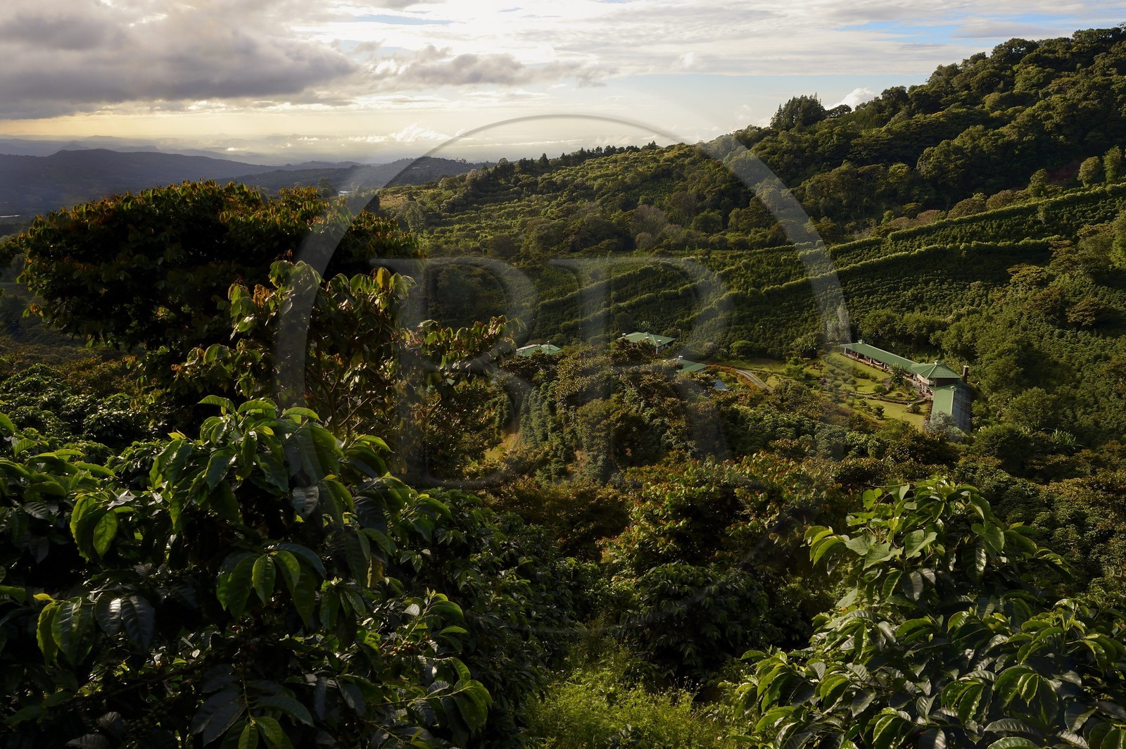 Panama, Chiriqui province, Boquete, the Coffee Plantation Finca Lerida, on the slopes of Volcan Baru, the hotel