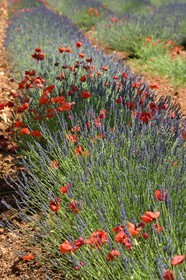 France, Alpes-de-Haute-Provence (04), parc naturel régional du Verdon, plateau de Valensole, coquelicots dans un champ de lavandin