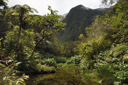 France, Reunion island (French overseas department), Reunion National Park listed as World heritage by UNESCO, La Plaine des Palmistes, Bebour forest, Cassé de Takamaka hiking trail, Swallows Basin(Bassin des Hirondelles)