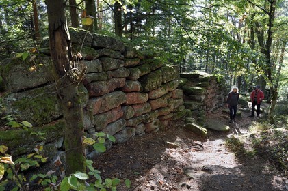 France, Bas-Rhin (67), Mont Saint-Odile, randonnée le long du Mur Païen, vestige d'un mur d'enceinte probablement de l'époque mérovingienne d'une longueur totale de onze kilomètres