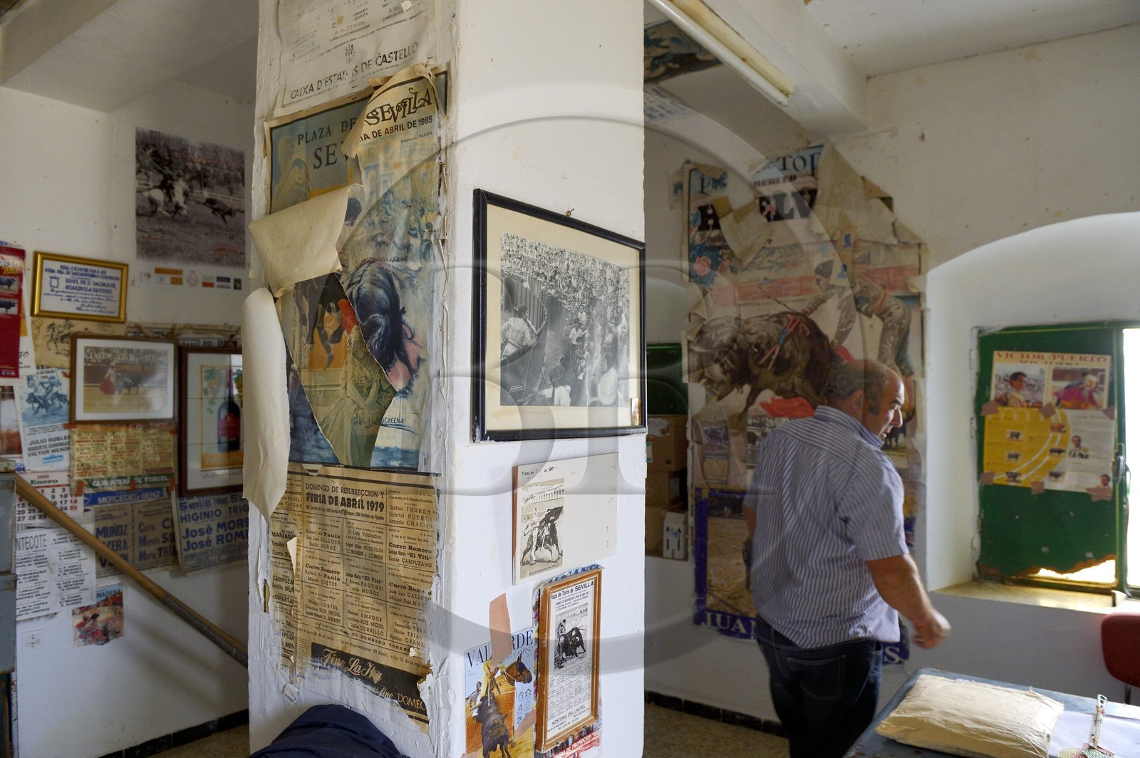 Espagne, Andalousie, province de Séville, Utrera, domaine El Toruno, élevage de taureaux de combat