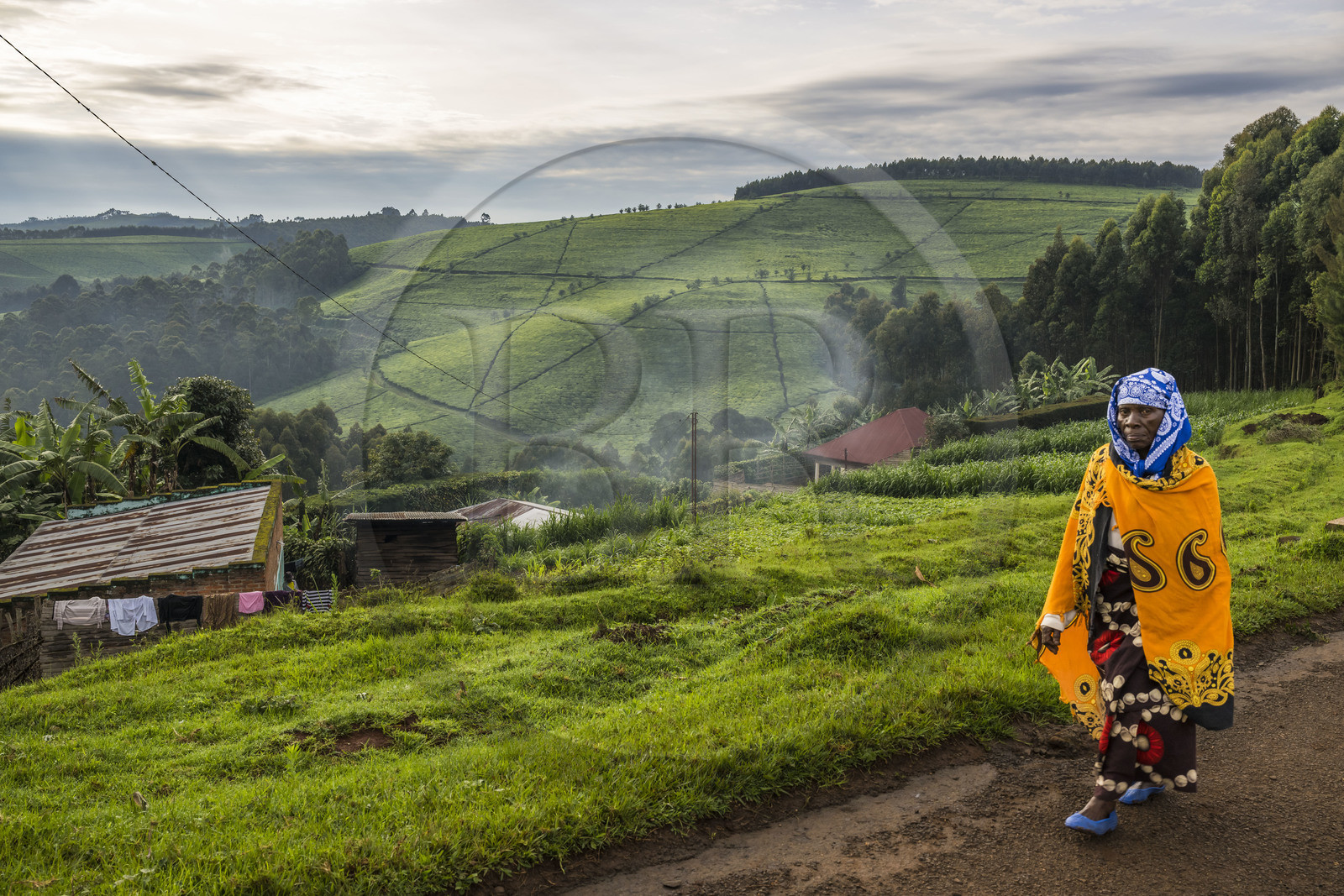 Rwanda, Western Province, Gisuma, house surrounded by its food crops and tea plantation in the background