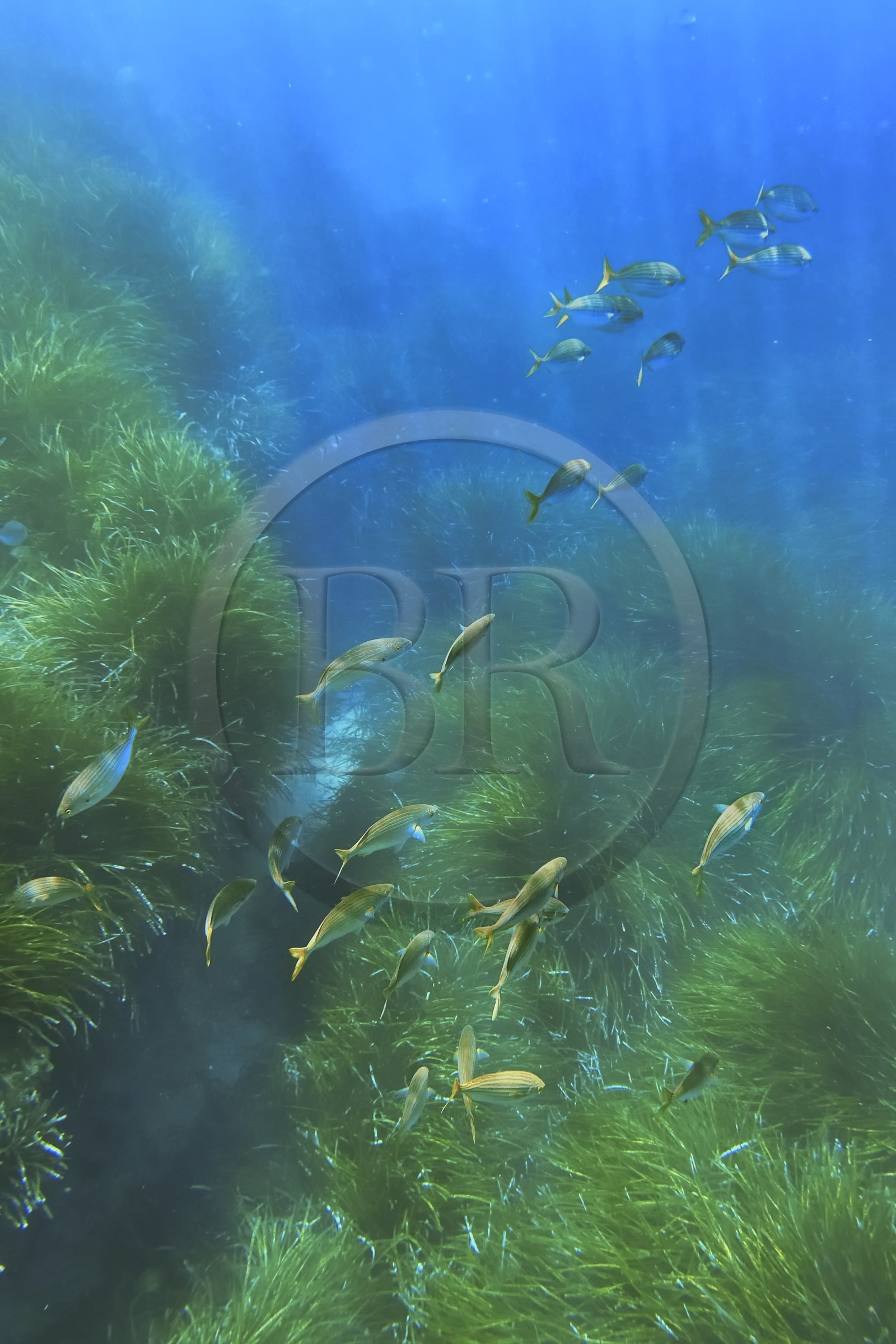 France, Var (83), Rayol-Canadel-sur-Mer, Domaine du Rayol, le jardin des Méditerranées, propriété du conservatoire du littoral mention obligatoire, le sentier marin, banc de saupes et herbier de posidonie