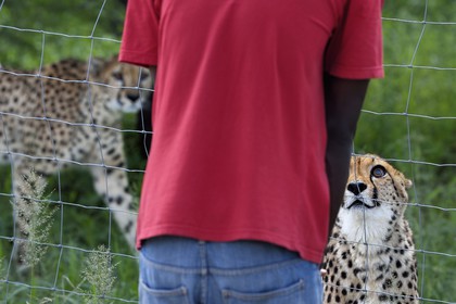 Namibia, Otjiwarongo, Cheetah Conservation Fund, research and education centre, cheetah (Acinonyx jubatus) in its enclosure facing an animal handler