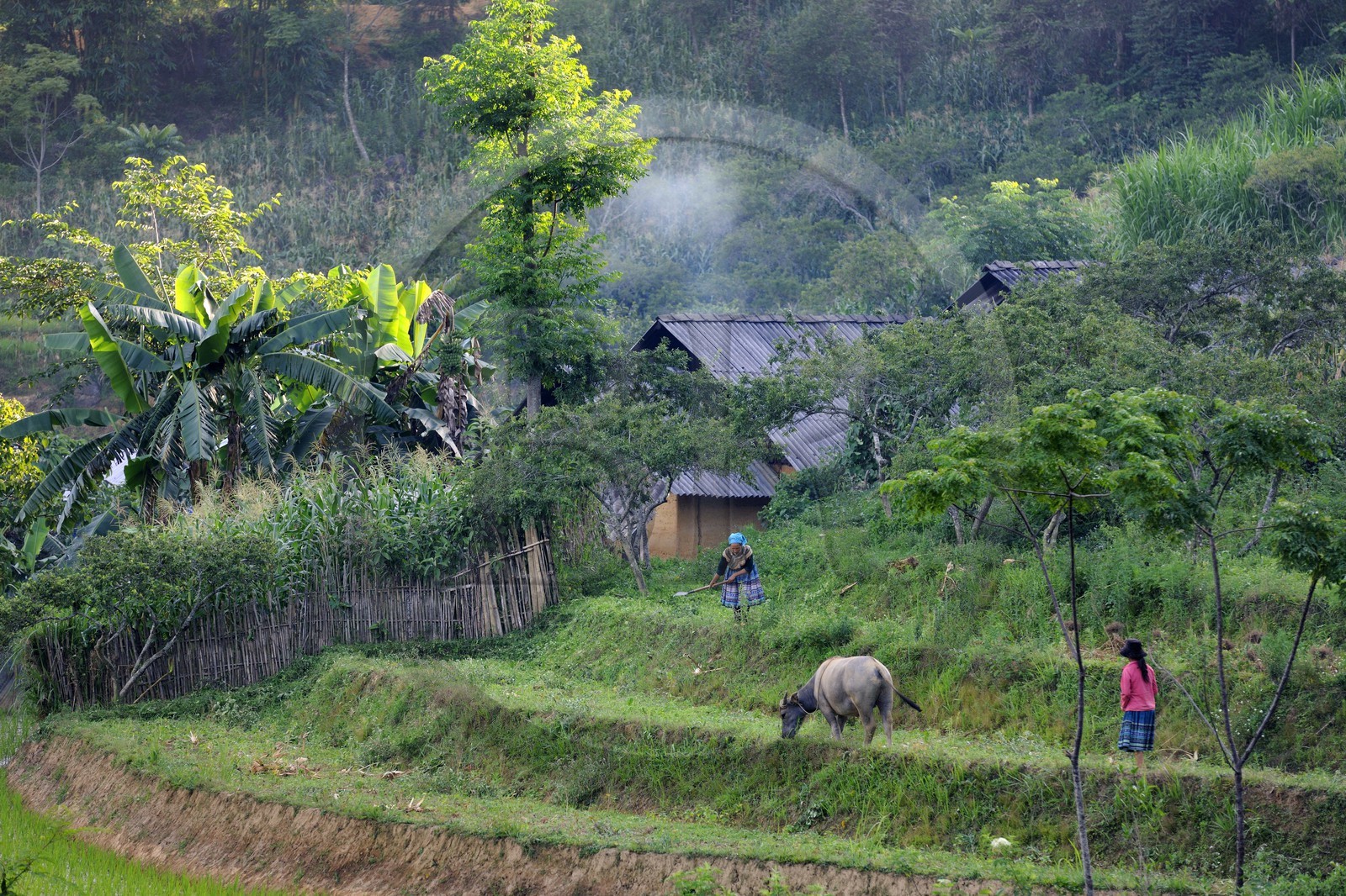 Vietnam, Lao Cai province, Bac Ha district, Flower Hmong farm