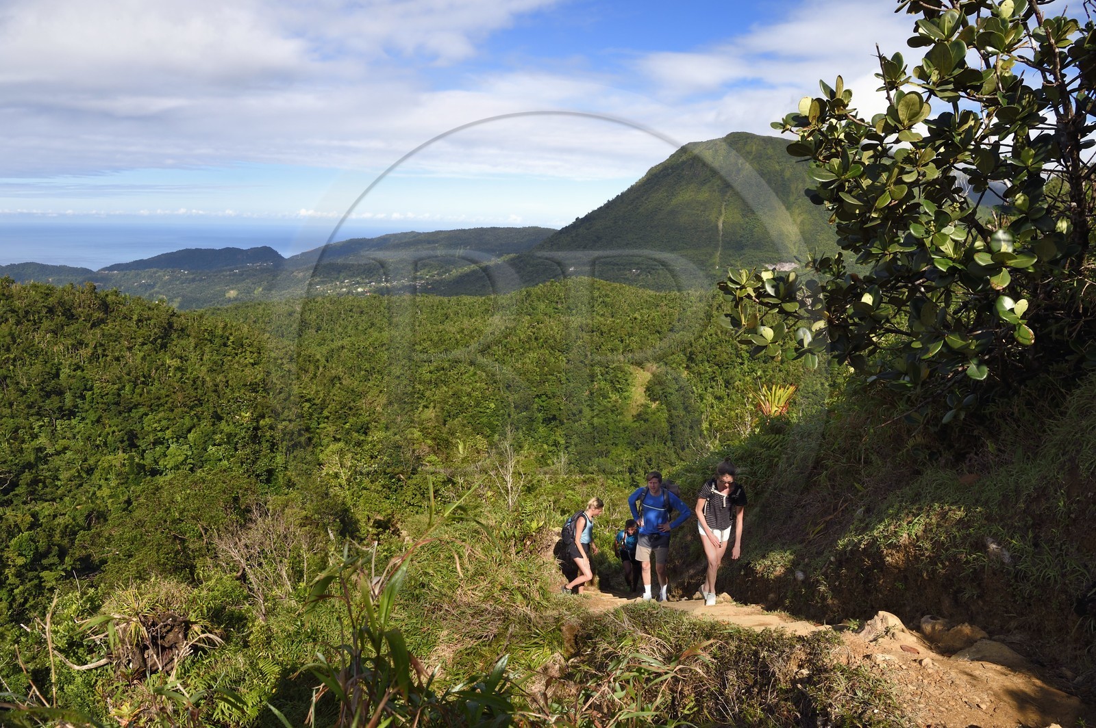 Caraïbes, Ile de la Dominique, Castle Bruce, Parc national du Morne Trois Pitons classé Patrimoine Mondial de l'UNESCO, randonneurs sur le sentier traversant la forêt tropicale et menant à la la Vallée de la Désolation puis au Boiling Lake