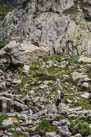 France, Alpes-Maritimes, Parc National du Mercantour (Mercantour national park), Haute Vesubie, Saint Martin Vesubie, Val du Haut Boréon, female Alpine ibex (Capra ibex) near Lake Trecolpas