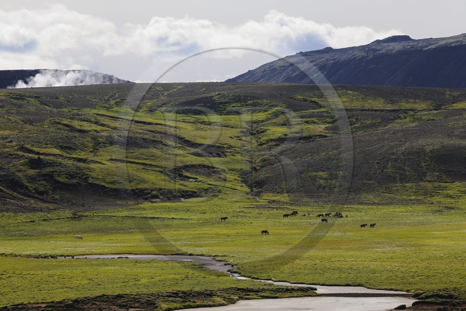 Iceland, Reykjavik Region, horses in Krisuvik Valley