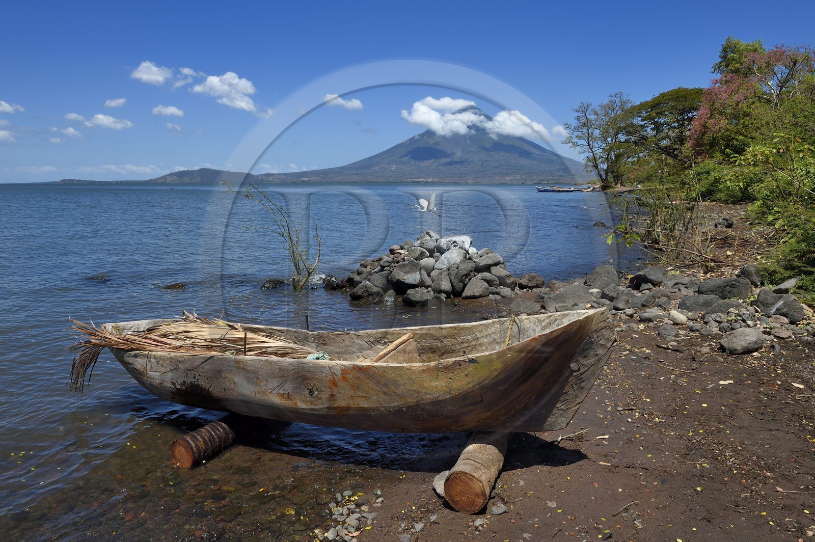 Nicaragua, Ile d'Ometepe sur le lac Nicaragua, village de Merida, aigrette prenant son envol au dessus d'une pirogue taillée dans la masse et le volcan Conception (1610 m) en arrière plan