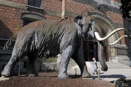 France, Paris (75), Jardin des Plantes, Museum National d'Histoire Naturelle, mammouth devant la Galeries de Paléontologie et d'Anatomie comparée