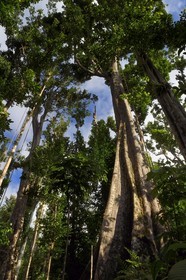 Caribbean, Dominica Island, Morne Diablotin National Park, acomat boucan (sloanea caribaea)