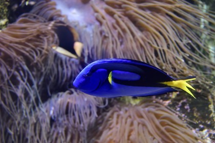 France, Charente-Maritime (17), La Rochelle, Aquarium La Rochelle, Mention obligatoire, zone indo-pacifique, Chirurgien bleu (Paracanthurus hepatus), héro du Monde de Dory