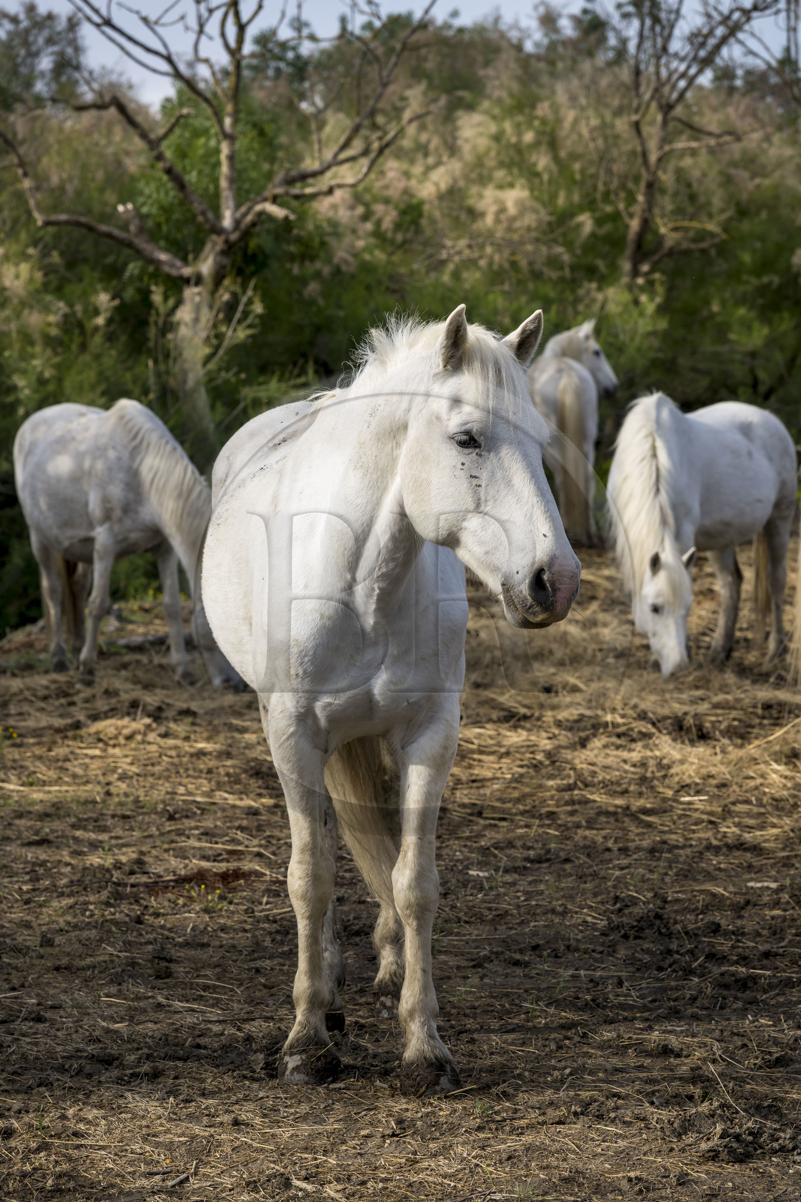 France, Gard, Saint Gilles du Gard, Pierre Aubanel & son manade (cattle and horses ranch), Camargue horses