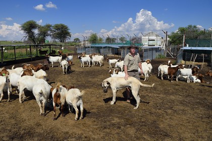 Namibia, Otjiwarongo, Cheetah Conservation Fund’s Livestock Guarding Dog Program has been highly effective at reducing predation rates and thereby reducing the inclination by farmers to trap or shoot cheetahs, the farmer Paul Visser with his Anatolian shepherd Kangal dog and surrounded by its goats